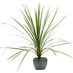 spike