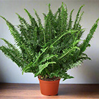 fern