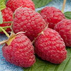 raspberry