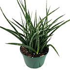 house plant
