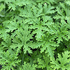 geranium citronella