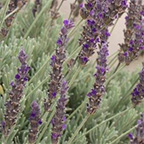 lavender plant