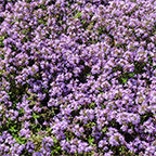mother of thyme