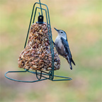 bird seed bell