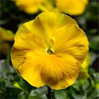 pansy flower