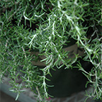 rosemary huntington carpet