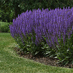 salvia flower