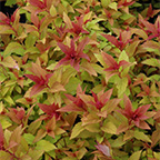 spirea foliage